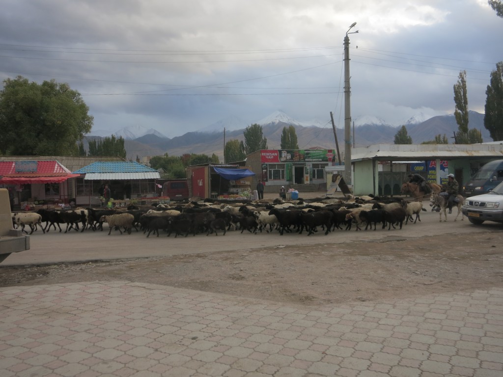 Schafherde auf der Hauptstraße in Kochkor