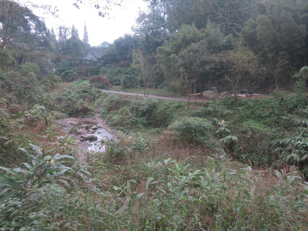 Typische Vegetation in der Gegend