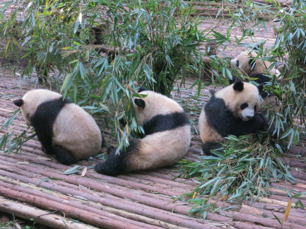 Pandas knabbern am Bambus