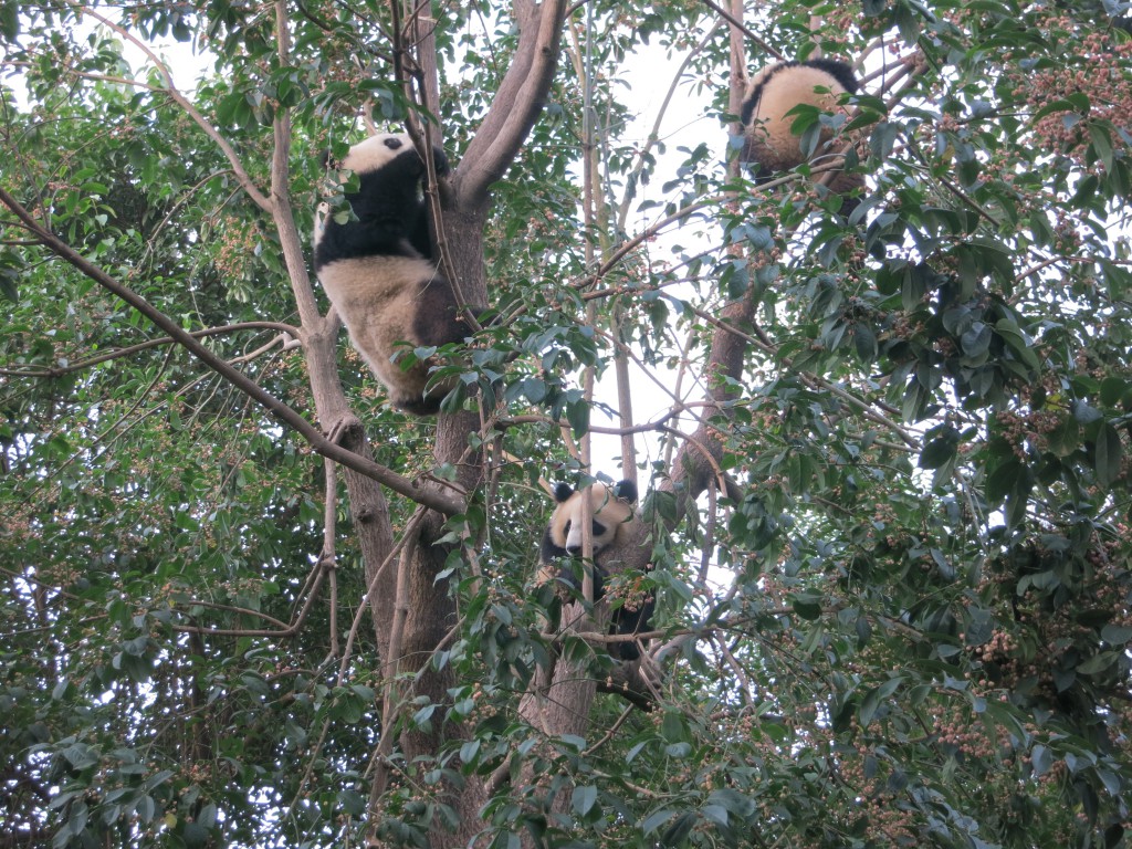 Pandas in den Bäumen
