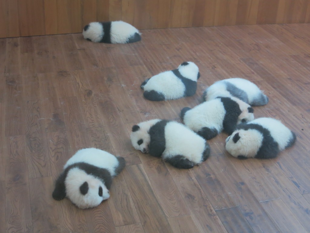 Junge Pandas