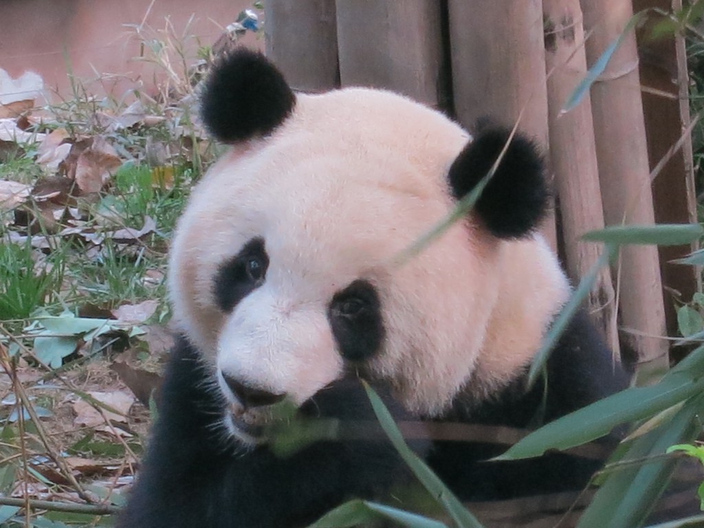 Panda aus nächster Nähe