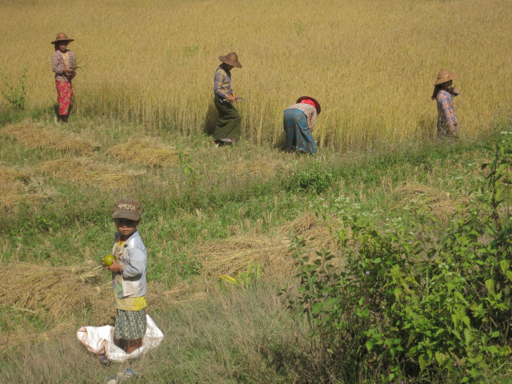 Arbeitende Frauen mit Kind auf dem Reisfeld