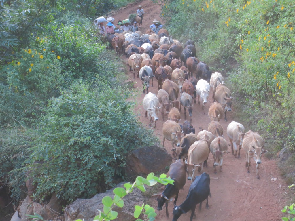 Rückkehr aller Rinder ins Dorf