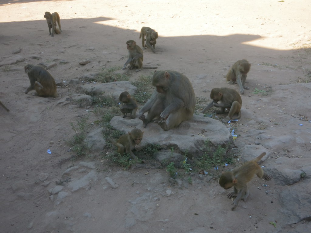 Affen auf dem Phowin-Hügel