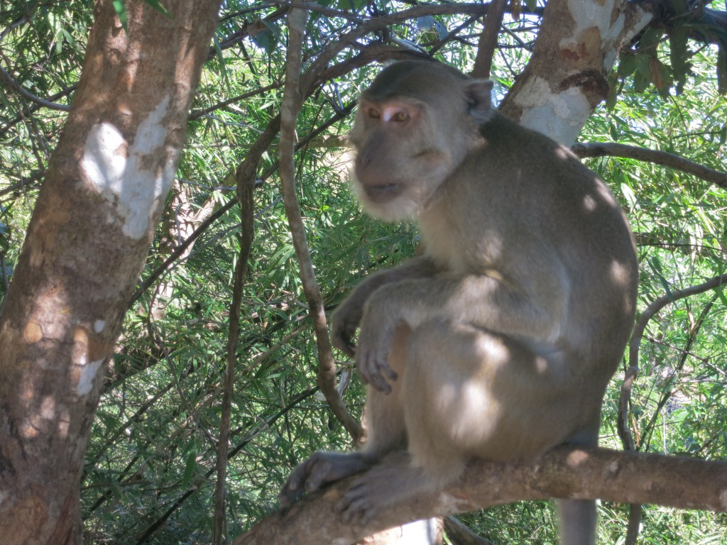 Affe beim Anstieg zum Zwegabin