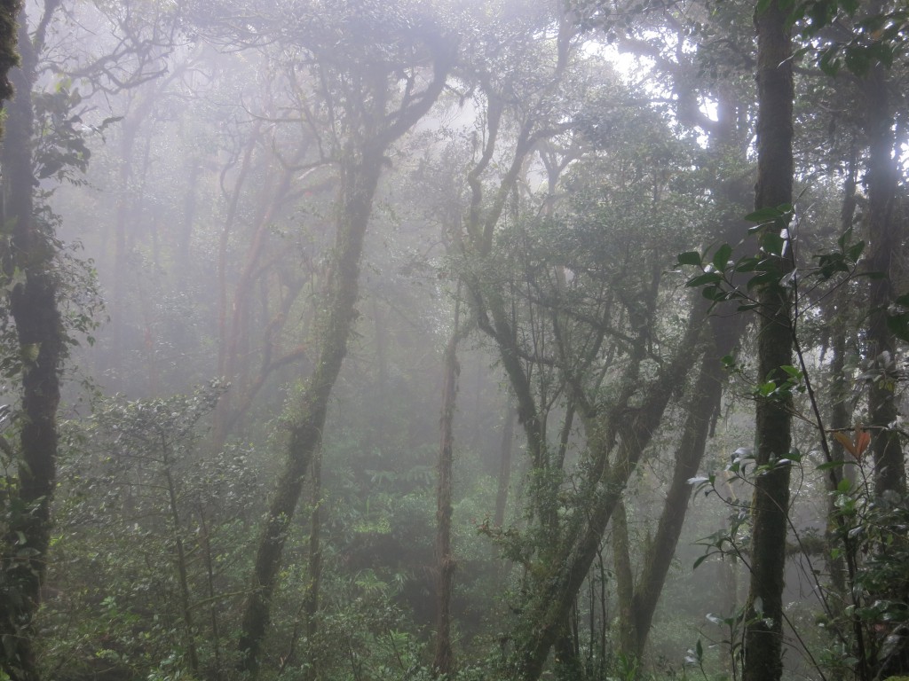 Blick in die dichteren Wälder