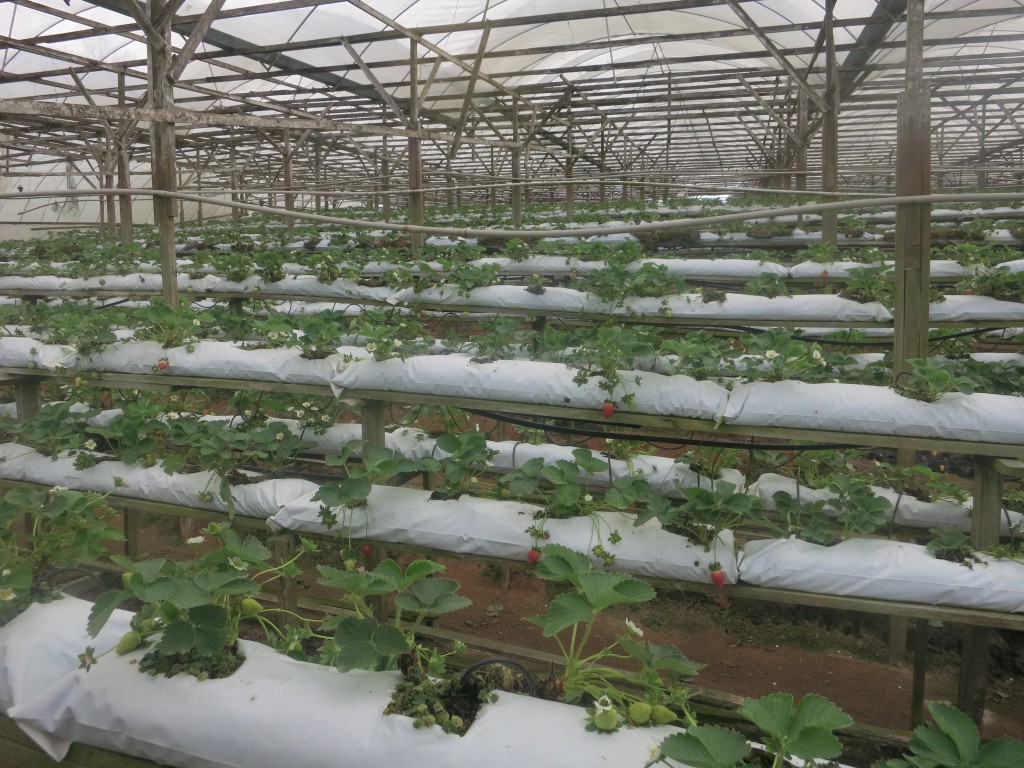 Erdbeeren in bequemer Höhe zum Pflücken