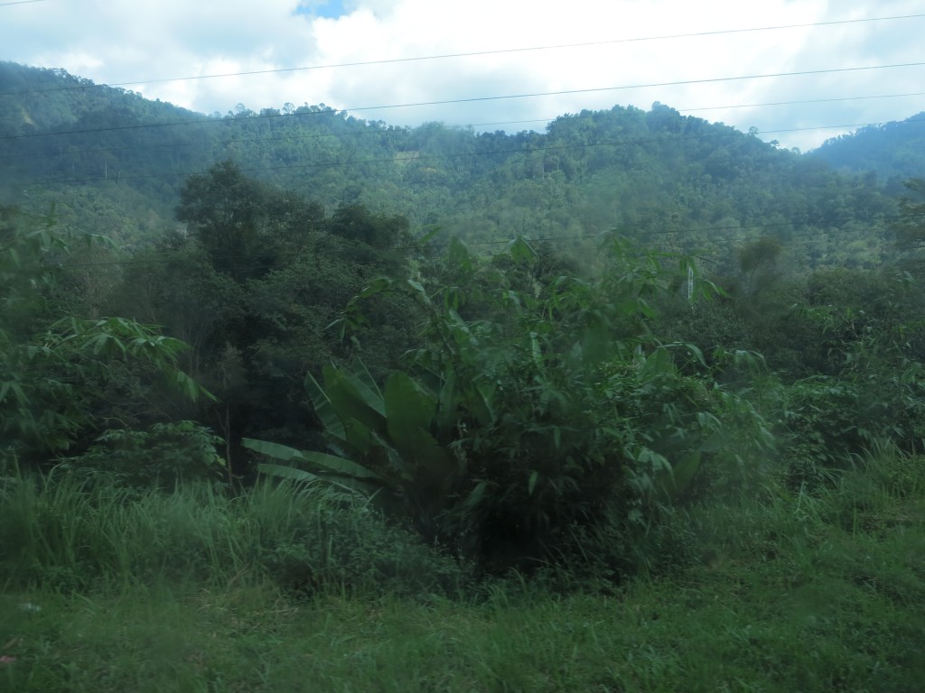 Hügeliger Dschungel der Cameron Highlands