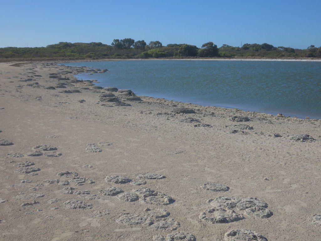 Stromatolithen am Ufer des Lake Thetis