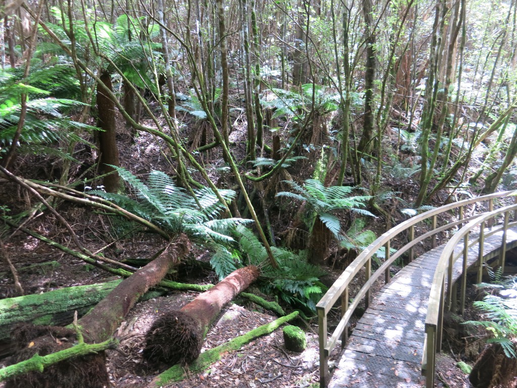 Fern Glade Track