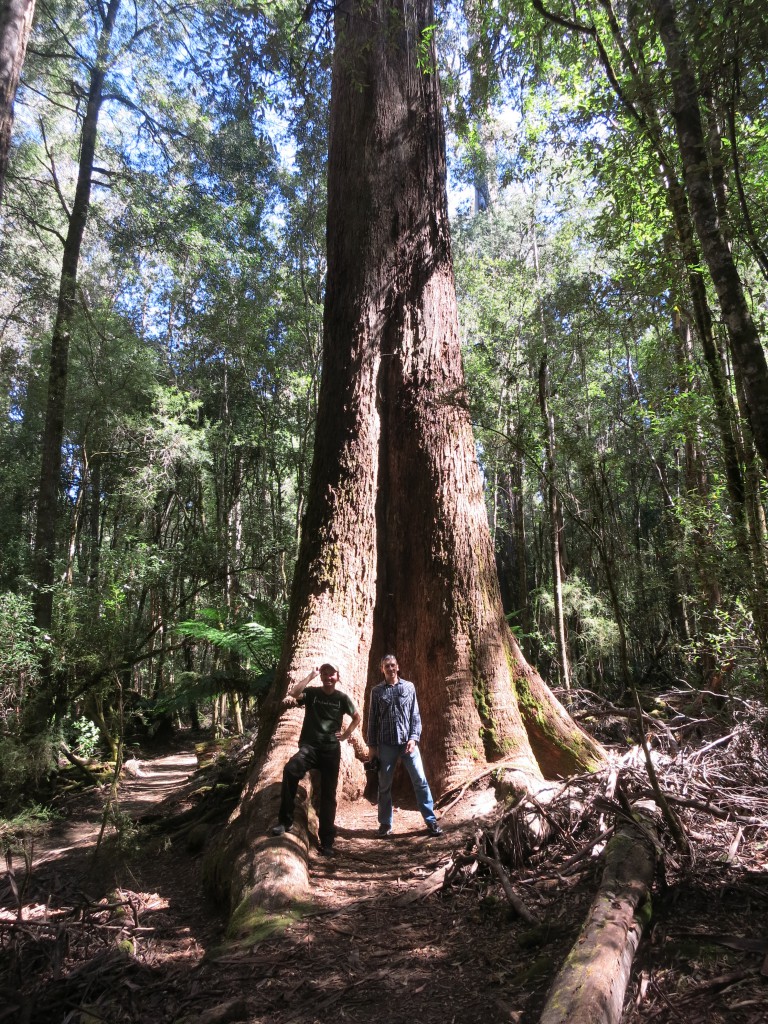 Mit Alex vor dem 81 Meter hohen Riesen-Eukalyptus