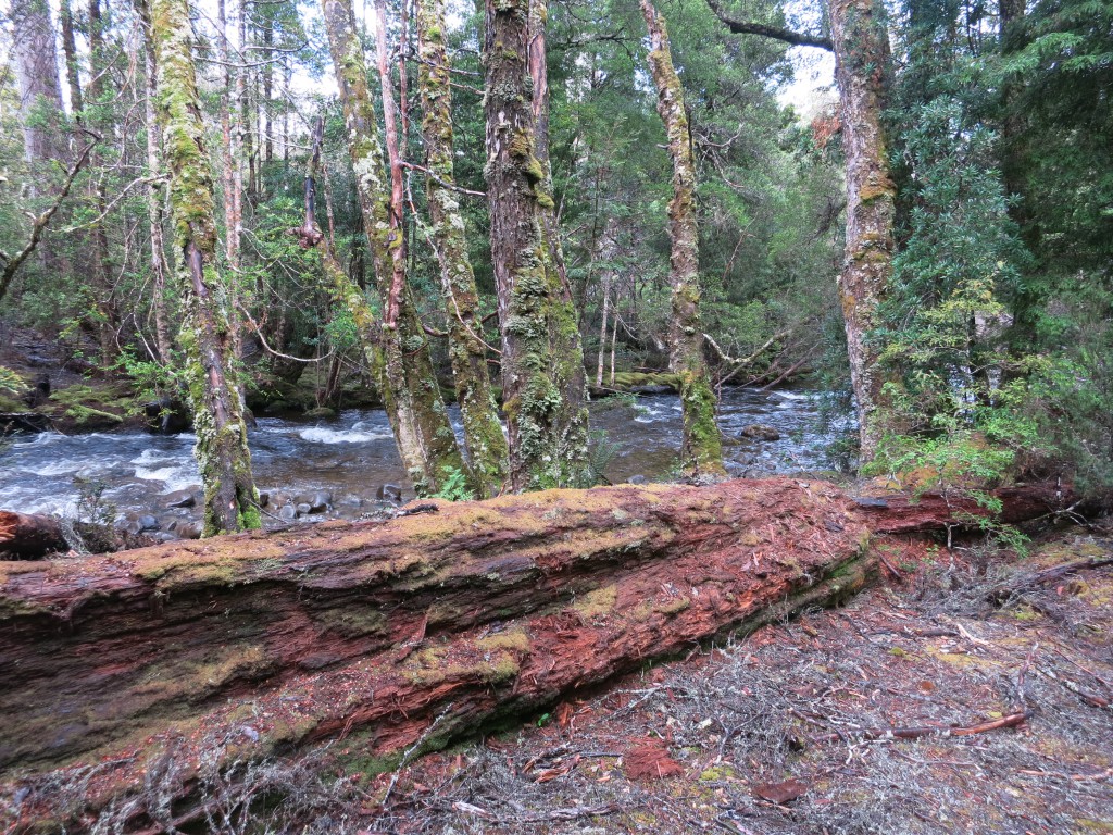 Lose und bemooste Baumstämme am Hugel River