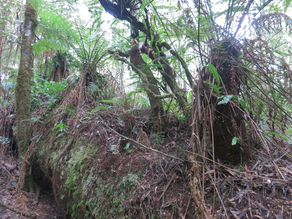 Farne auf einem umgefallenen Baumstamm im Otway National Park