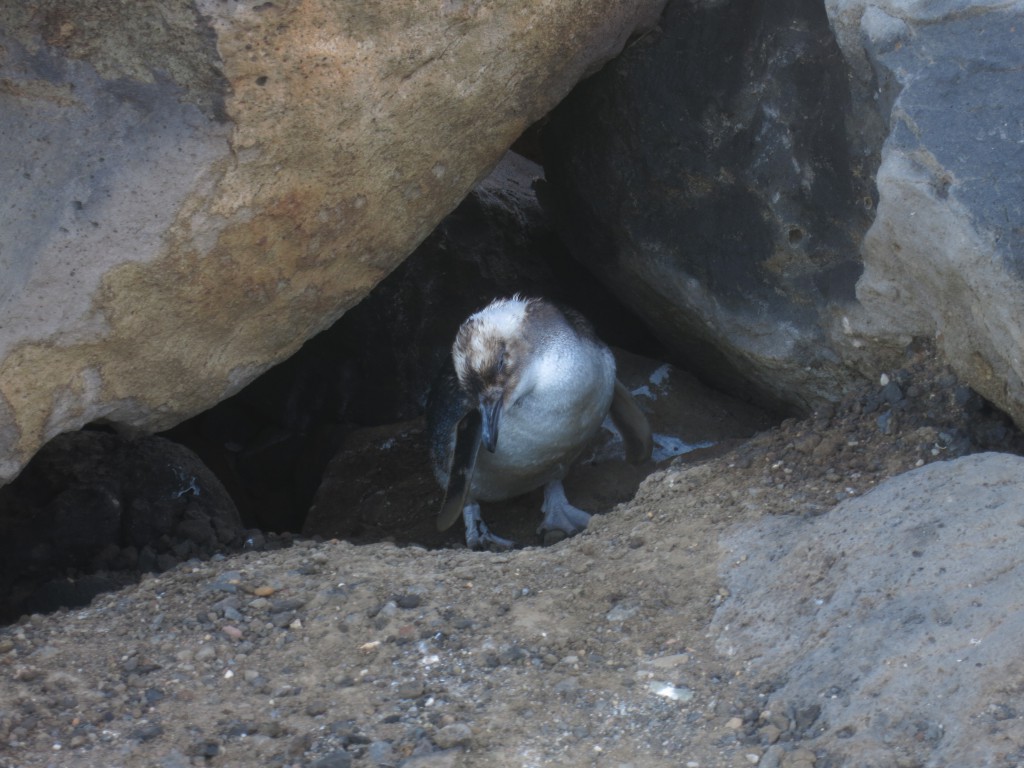 Kleiner Pinguin in St. Kilda