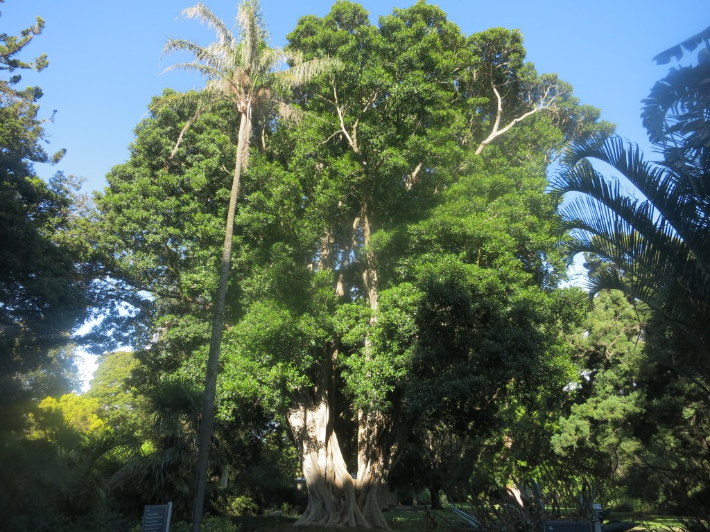Bäume Südaustraliens