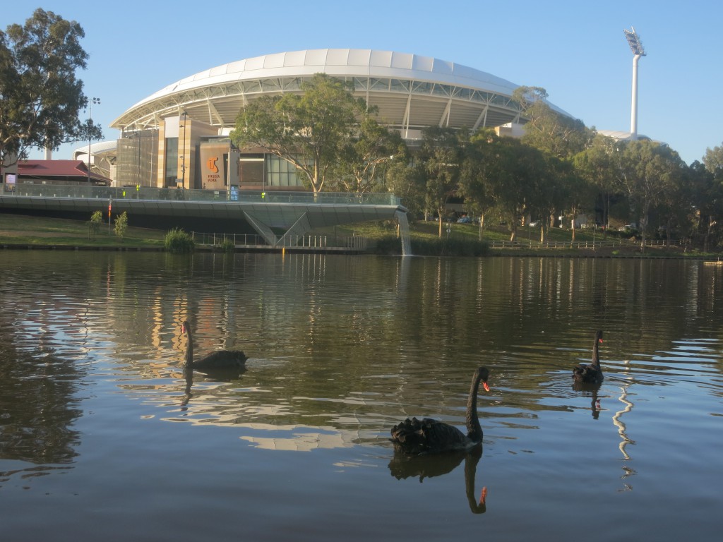 Schwarze Schwäne auf dem River Torrens vor dem Adelaide Oval