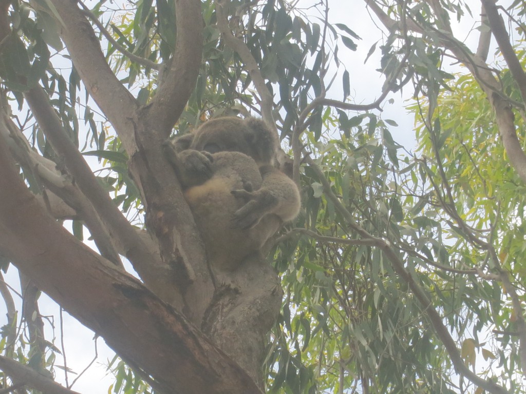 Koalamutter mit Baby bei Vivonne Bay