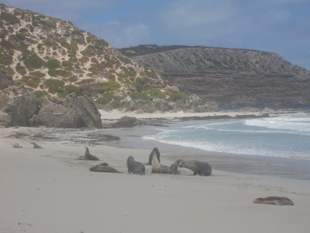 Seelöwen am Traumstrand von Seal Bay