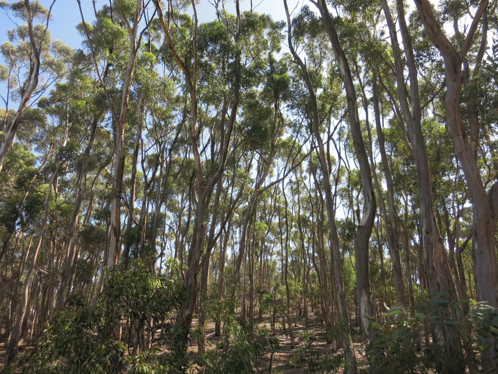 Bäume im Flinders Chase National Park