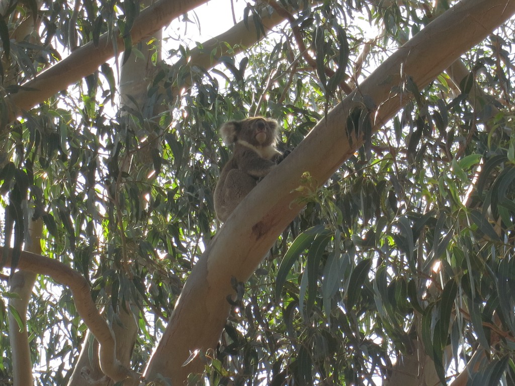 Koala in der Hanson Bay Wildlife Sanctuary