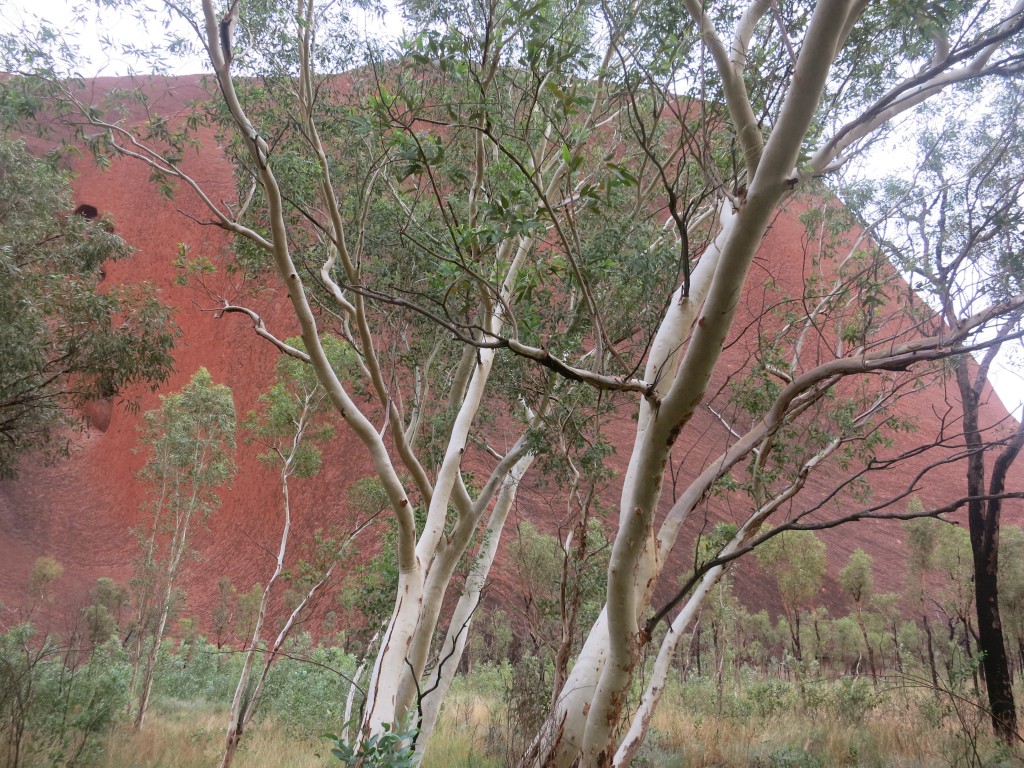 Roter Eukalyptus vor dem Uluru