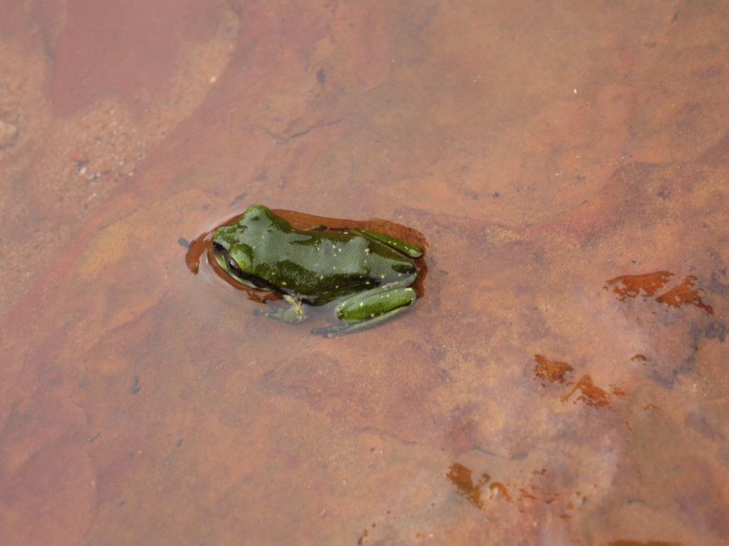 Grüner Frosch in der Wüste
