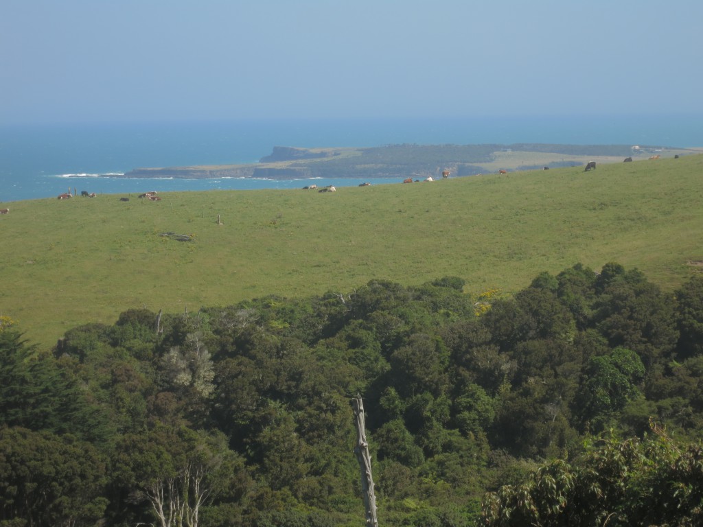 The Catlins: Weidende Kühe vor der Tautuku Peninsula