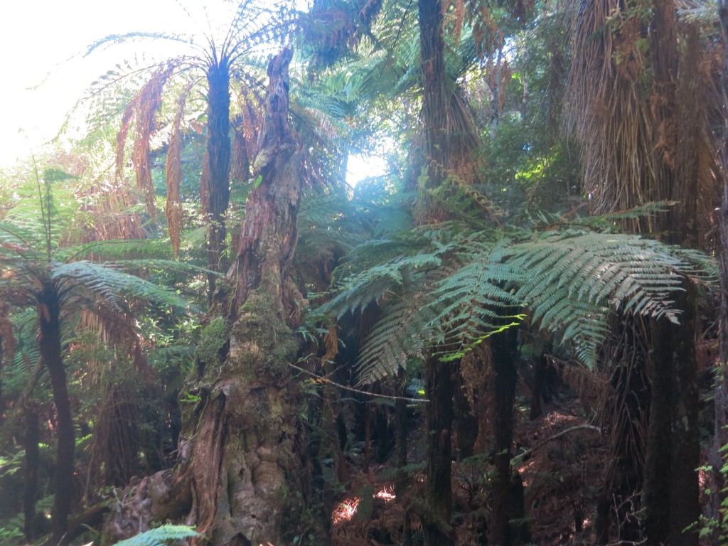 The Catlins: Farnbäme auf dem Weg zu den Cathedral Caves