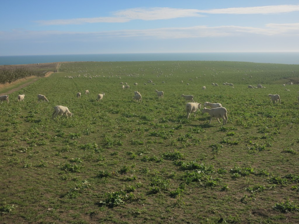 The Catlins: Schafe auf dem Weg zum Slope Point
