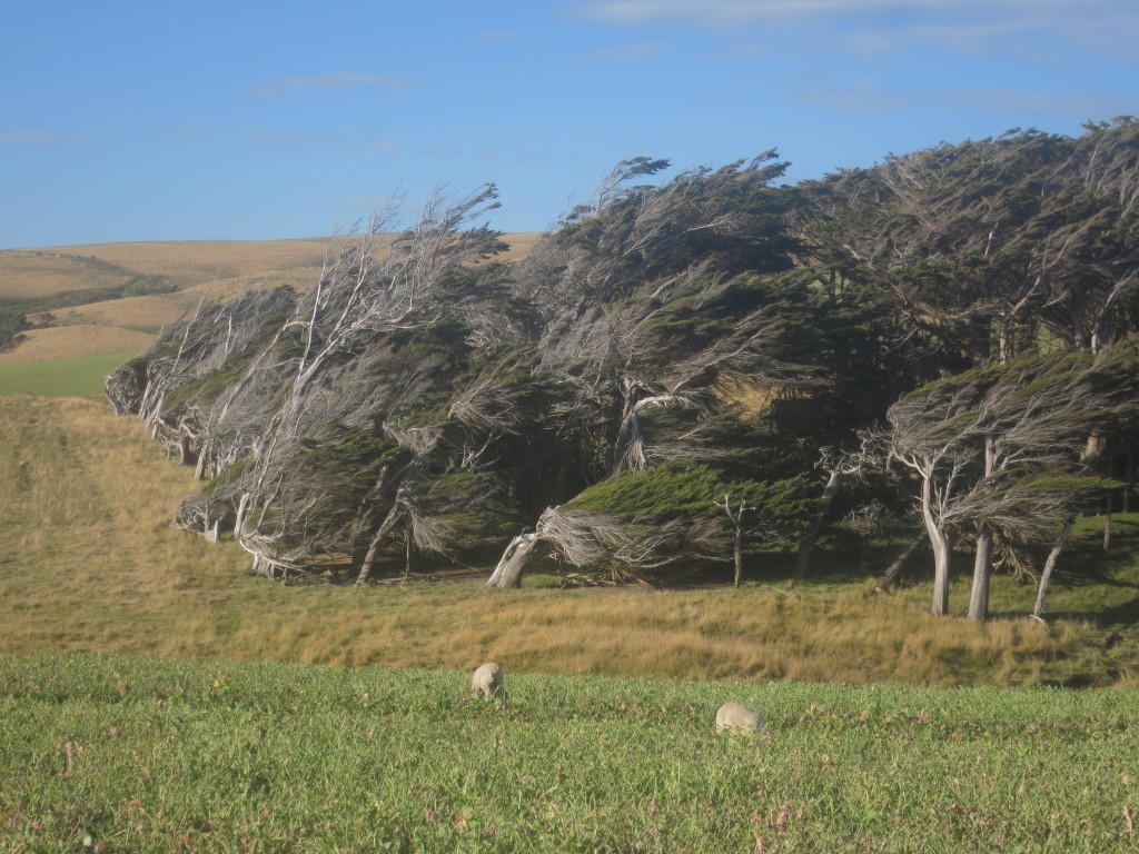 The Catlins: Vom Wind gepeitschte Bäume am Slope Point