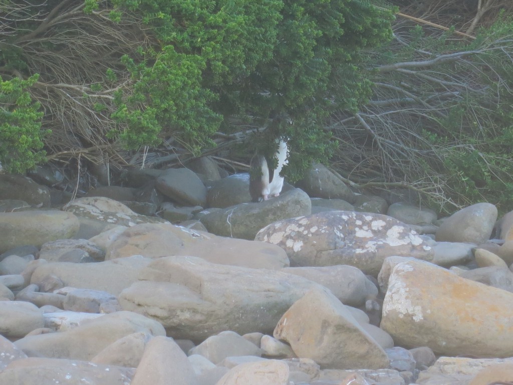 The Catlins: Gelbaugenpinguin in der Curio Bay