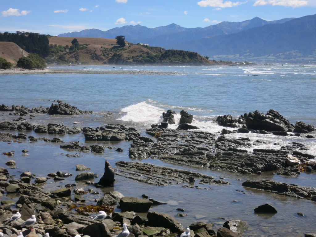 Seehund an der Kaikoura-Halbinsel