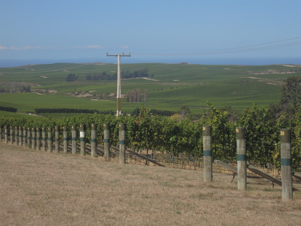 Weingebiet Yealands Estate bei Seddon in Sichtweite zum Pazifik
