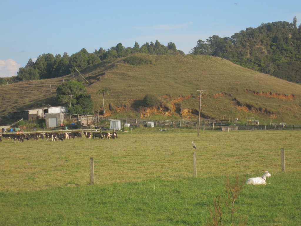 Auf dem einsamen Land an der Mokau Road