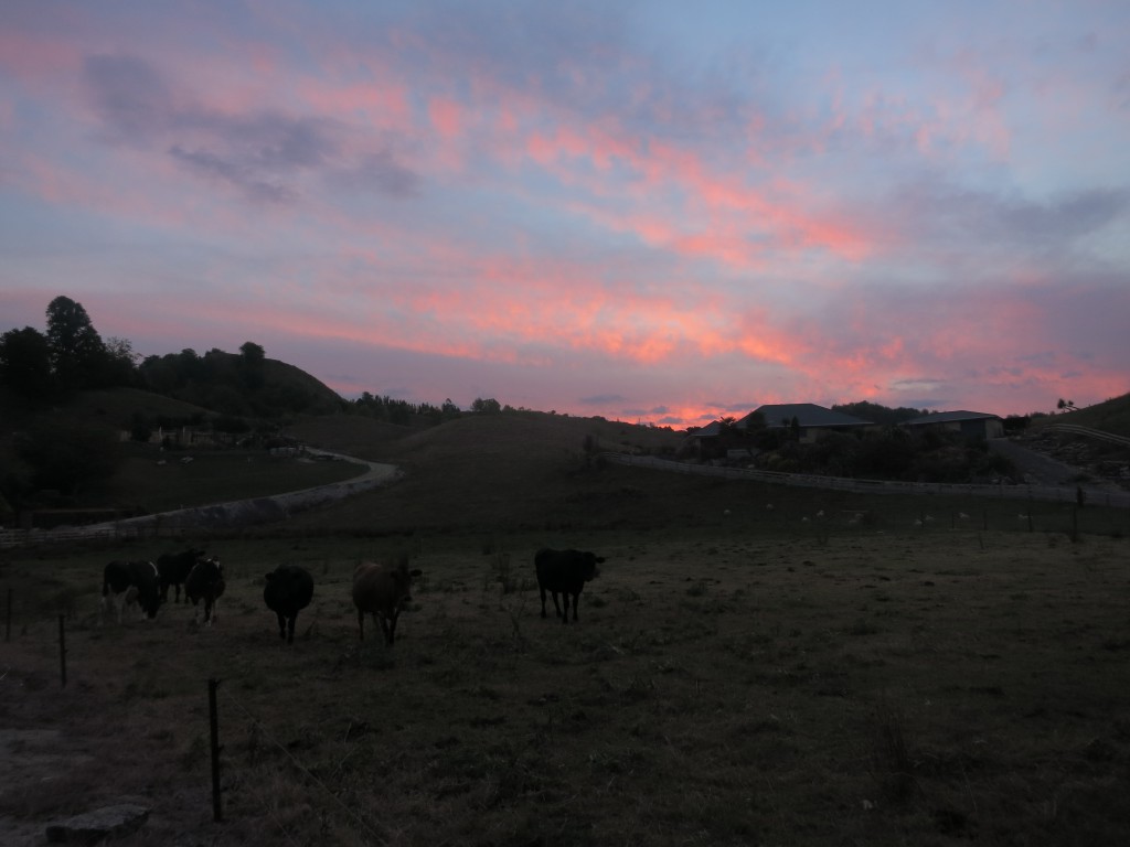 Am Ortsrand von Te Kuiti