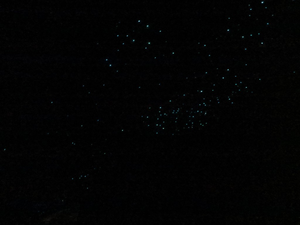 Glühwurmlichter in der Spellbound Glowworm Cave
