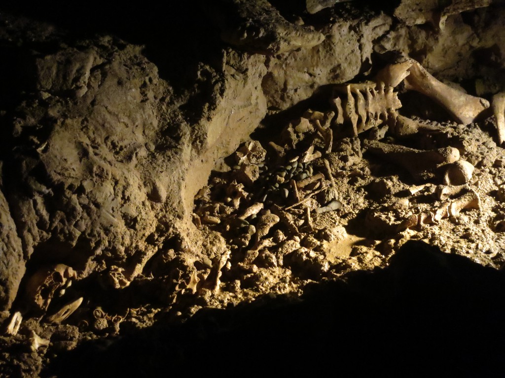 Überreste eines Moas in der Cave of the Spirit