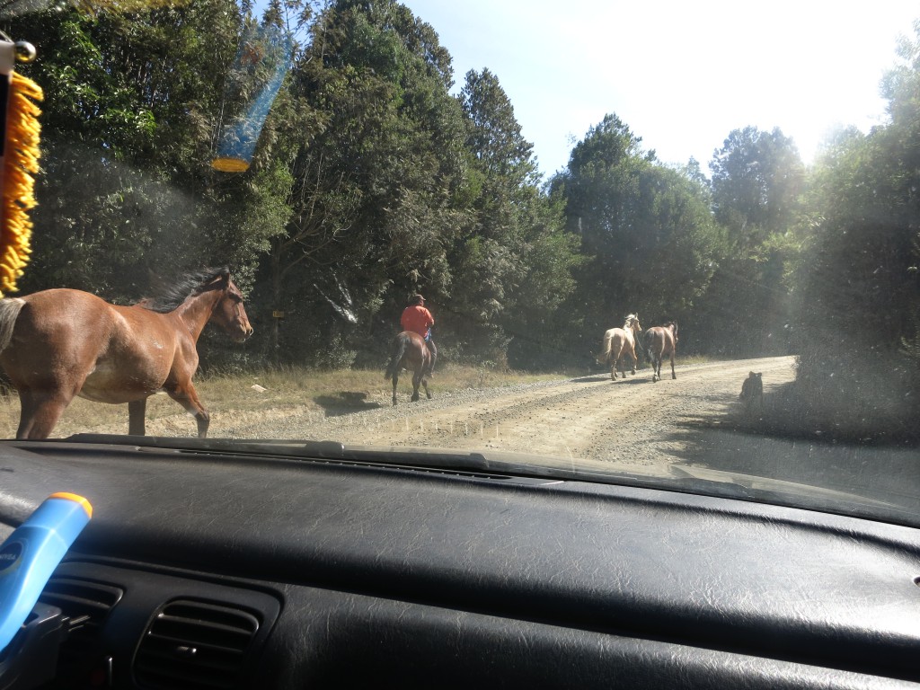 Pferde auf dem Weg zum Parque Oncol