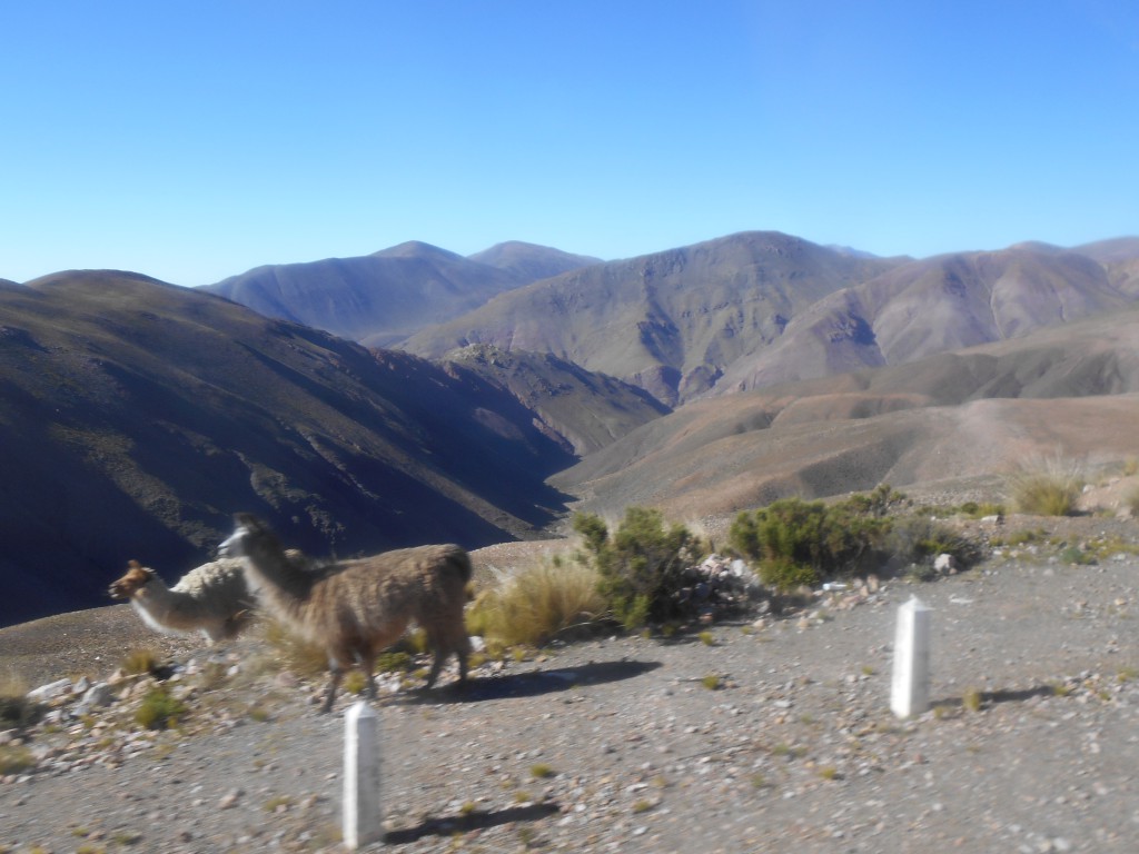 Lamas in den Bergen Argentiniens