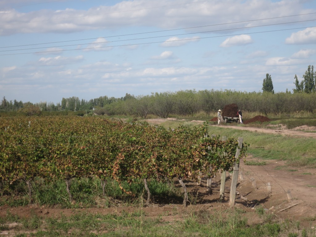 Weinreben der Bio-Winzerei Viña Del Cerno