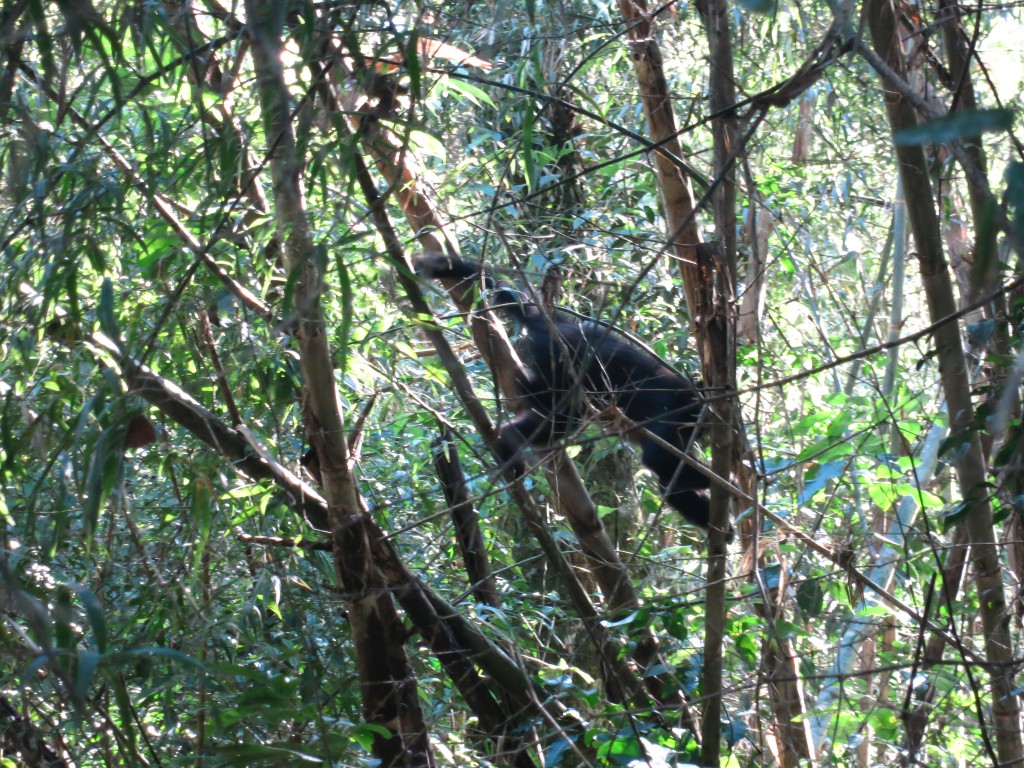 Affe auf dem Sendero Macuco