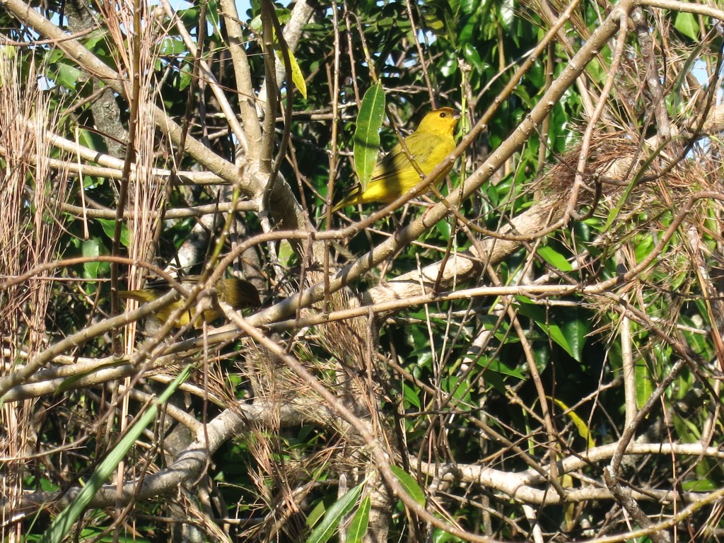 Bunte Vögel auf dem Sendero Macuco