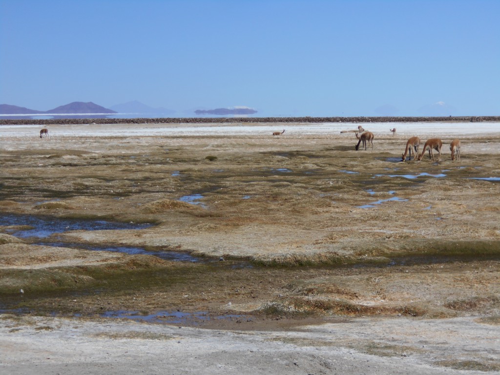 Vikunjas und Spiegelungen in der Ferne am Rande der Salar de Uyuni