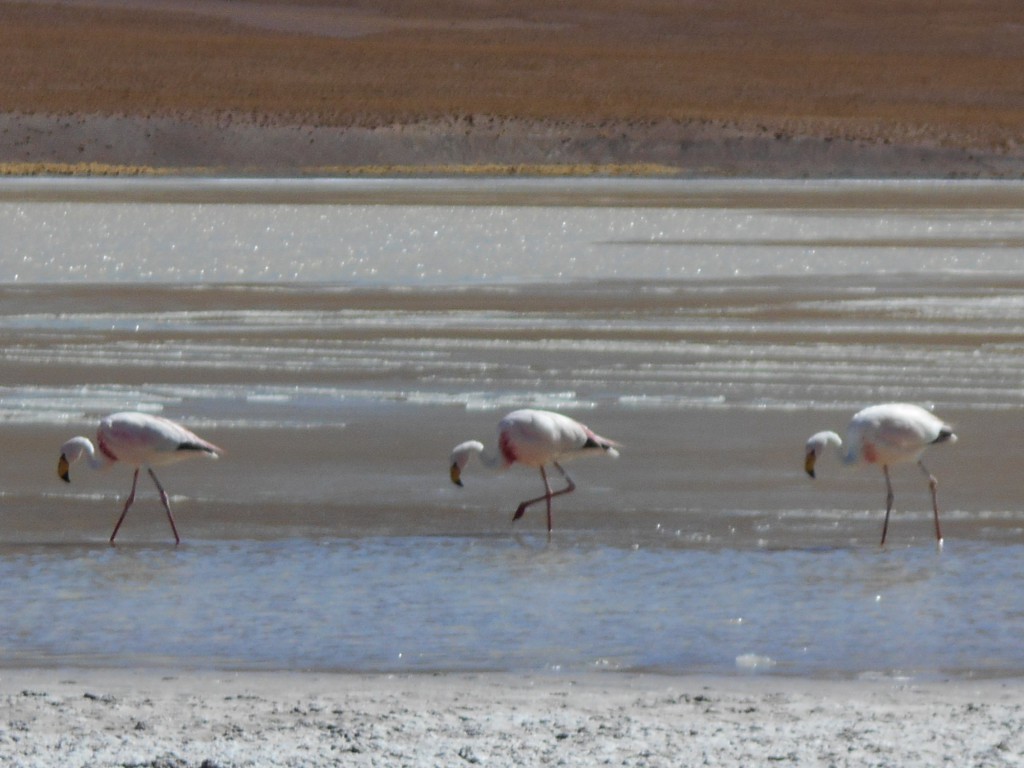 Flamingos an der Laguna Cañapa