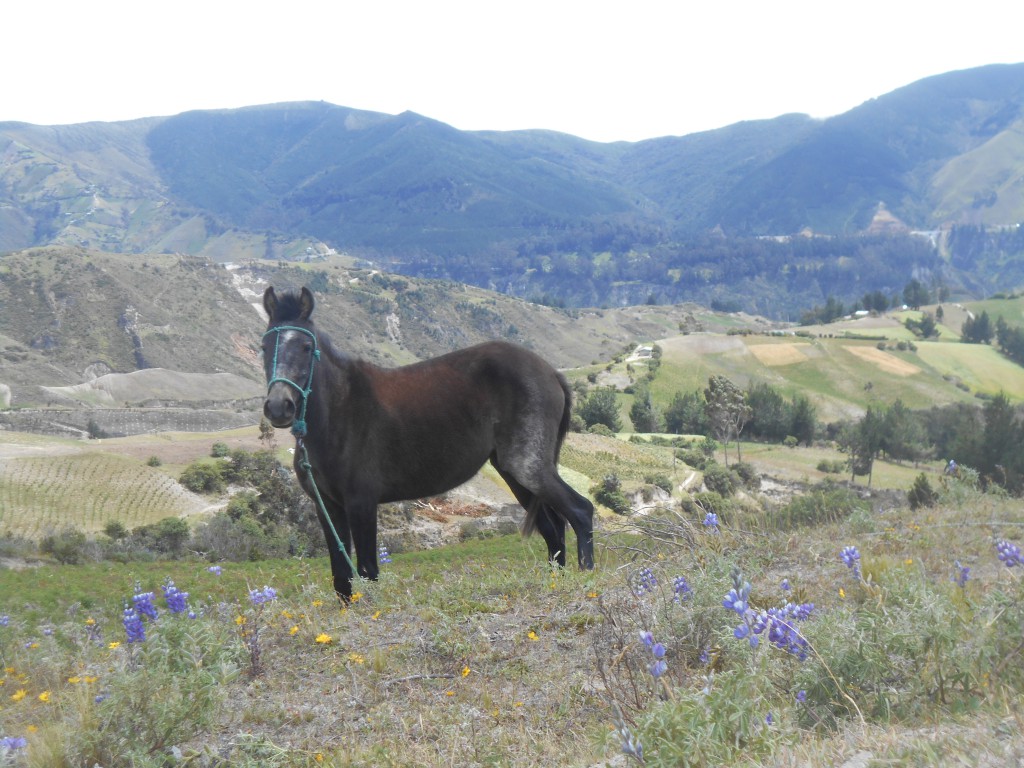 Pferd in den Bergen