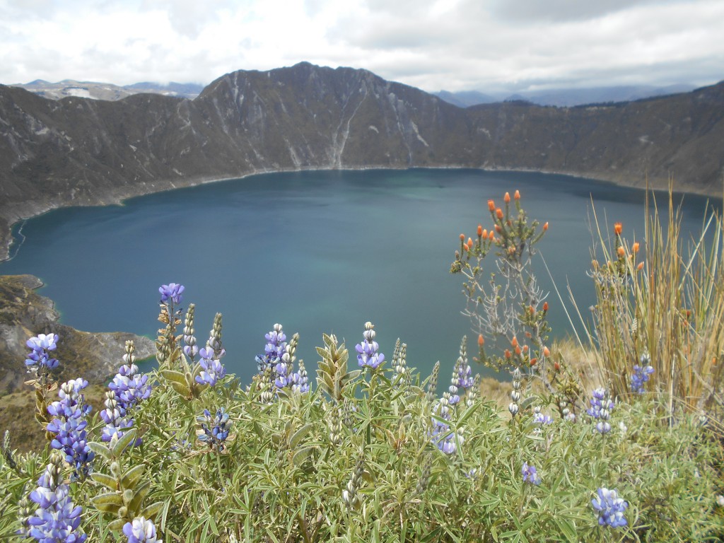 Blumen vor der Laguna Quilotoa