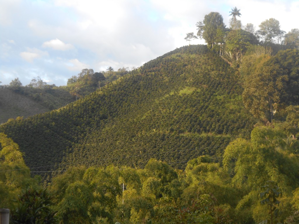 Berg voller Kaffeepflanzen bei Salento