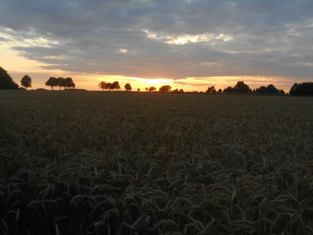 Abendhimmel hinter dem Kornfeld